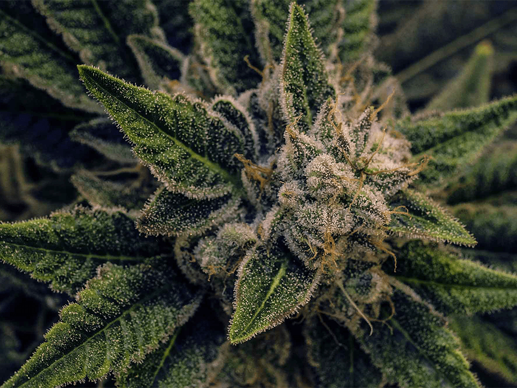 indica2