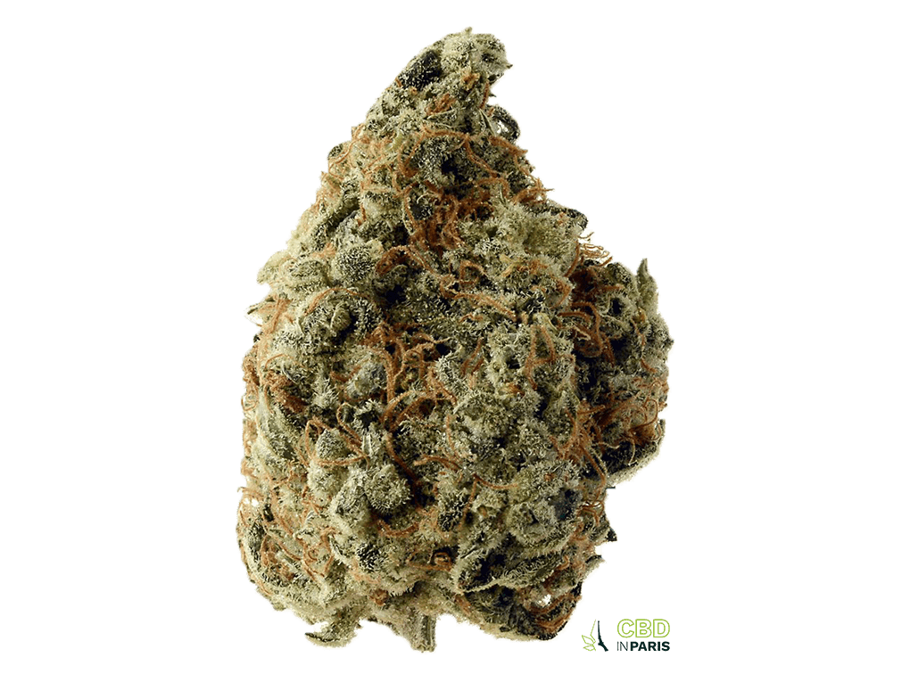 indica3