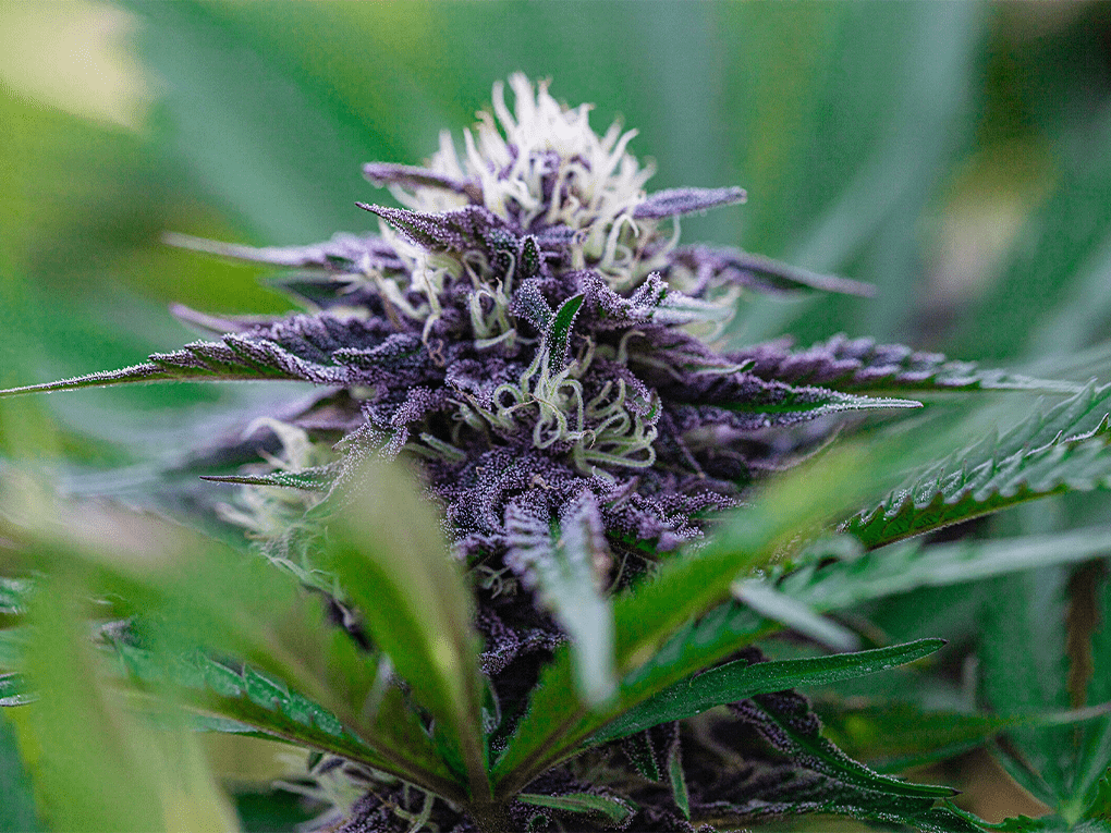 indica5