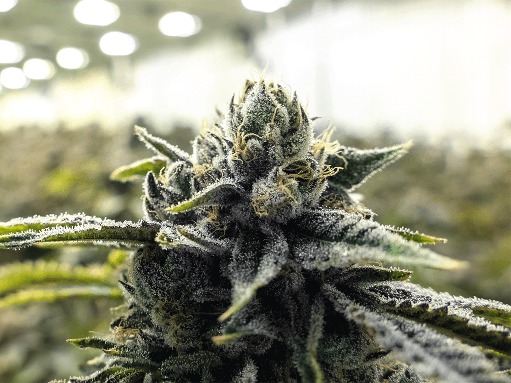 indica6