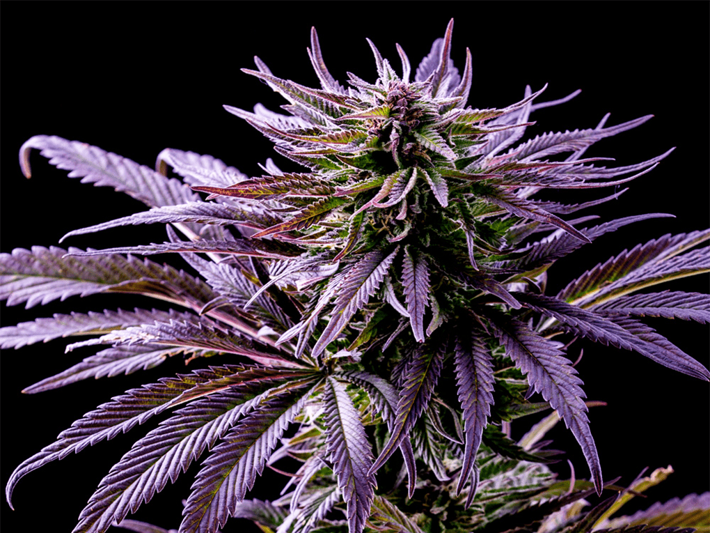 indica8