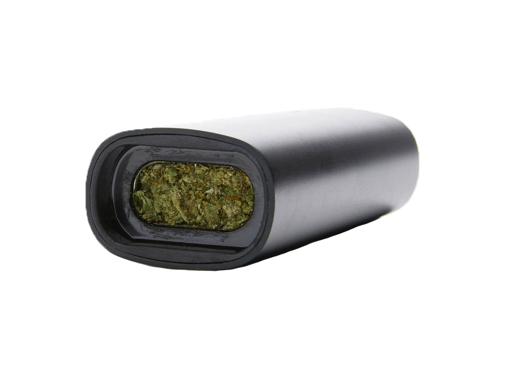 pax3-herbe